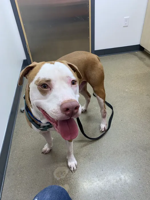 Vetsavers Pet Hospital Picture 5