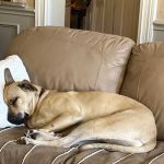 Windhaven Veterinary Hospital