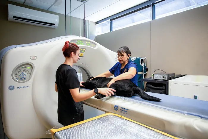Fort Worth Veterinary Surgical Picture 6