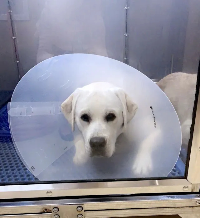 Fort Worth Veterinary Surgical Picture 8