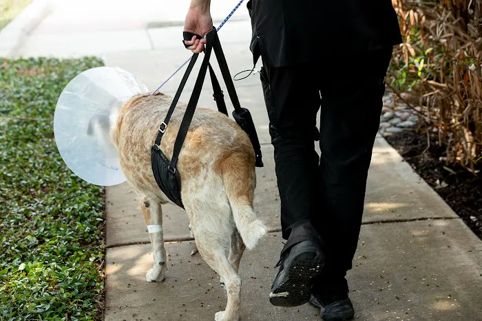 Fort Worth Veterinary Surgical Picture 10