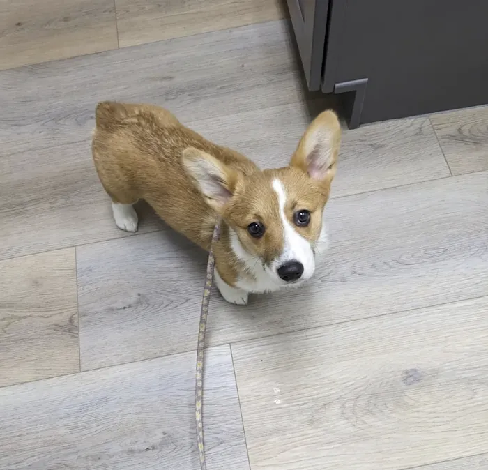 Town & Country Veterinary Clinic Picture 10