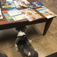 Town & Country Veterinary Clinic ico