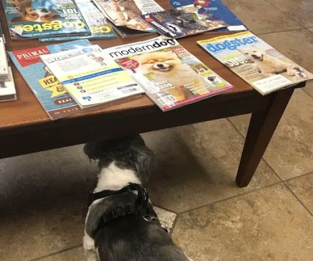 Town & Country Veterinary Clinic