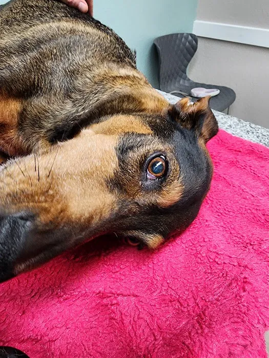 Town & Country Veterinary Clinic Picture 7