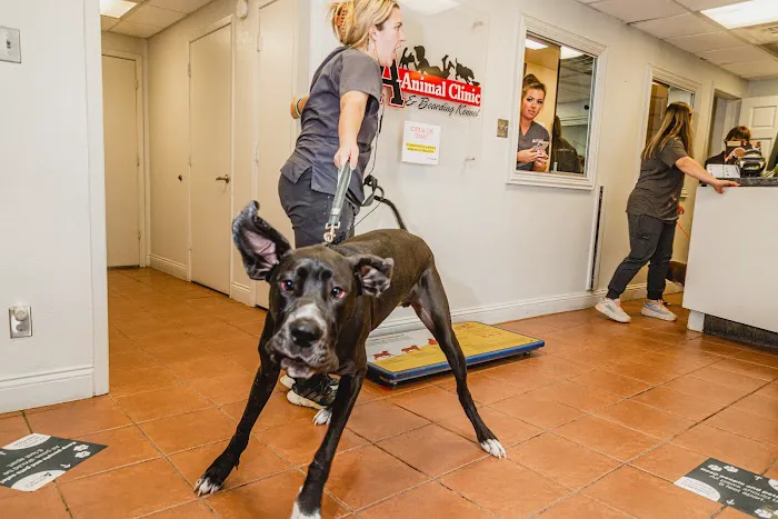 A-Animal Clinic & Boarding Kennel Picture 2