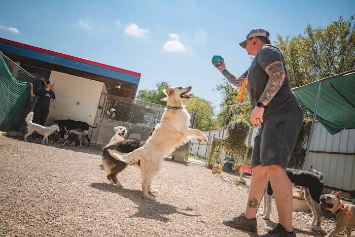 A-Animal Clinic & Boarding Kennel Picture 4