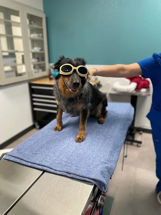 CityVet | South Hulen Picture 10