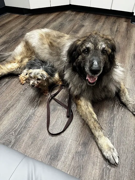 CityVet | South Hulen Picture 6