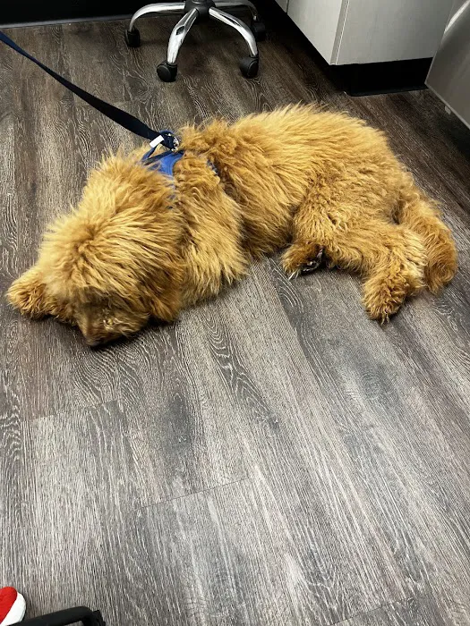 CityVet | South Hulen Picture 7