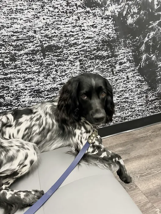 CityVet | South Hulen Picture 1