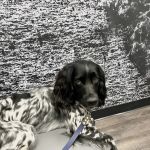 CityVet | South Hulen