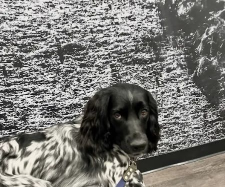 CityVet | South Hulen