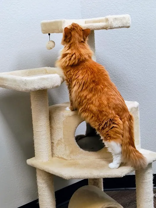CityVet | South Hulen Picture 4