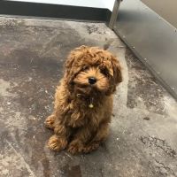Westcliff Animal Hospital ico