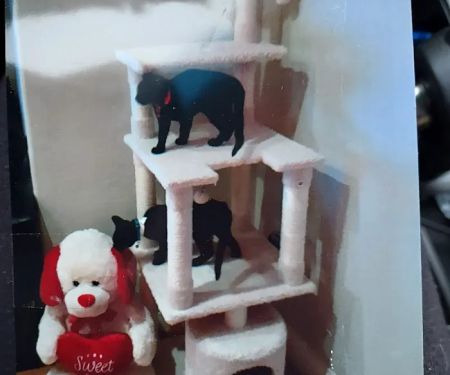 South Hills Animal Hospital
