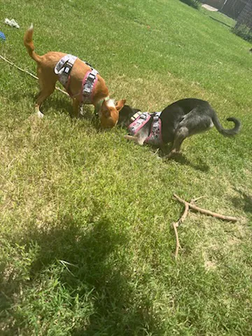 South Hills Animal Hospital Picture 3