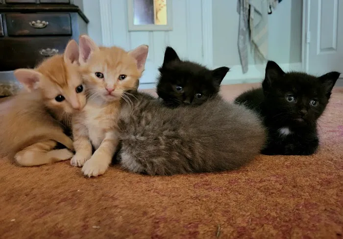 Wedgwood Animal Hospital Picture 5