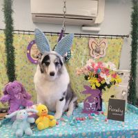 Justin Animal Hospital ico
