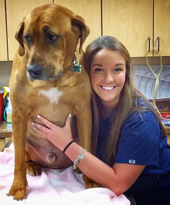 Animal Medical Center of Highland Village Picture 7