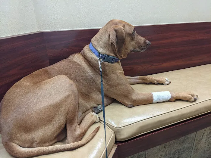 Animal Medical Center of Highland Village Picture 6