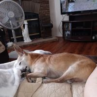 Animal Hospital On Teasley Lane ico