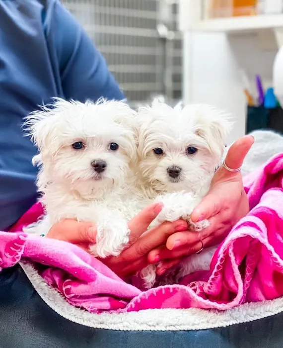 Dove Creek Animal Hospital Picture 7