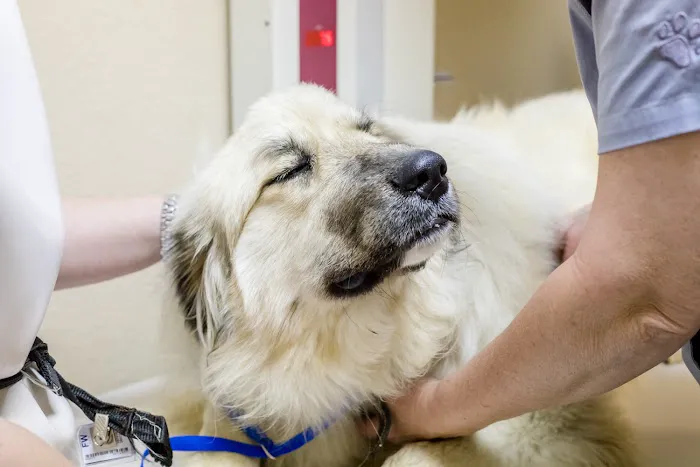 Corinth Animal Hospital Picture 5