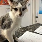 Saginaw Pet Care