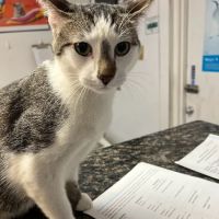 Saginaw Pet Care ico
