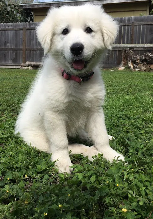 Saginaw Pet Care Picture 2