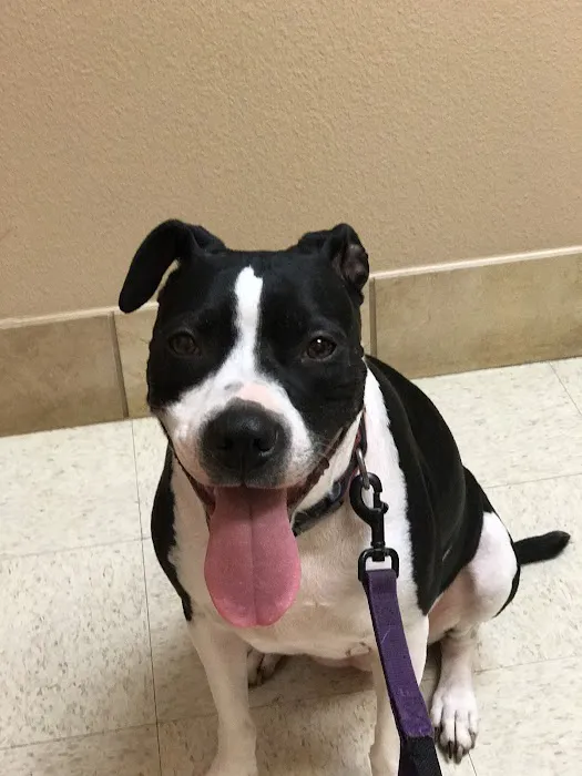 VCA Saginaw Animal Hospital Picture 6