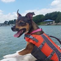 VCA Saginaw Animal Hospital ico