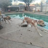 Total Pet Wellness ico