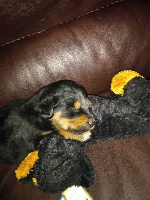Total Pet Wellness Picture 3
