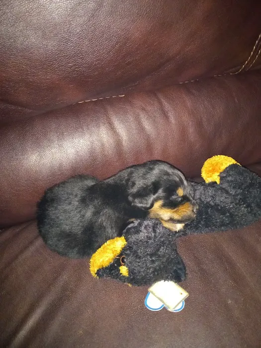 Total Pet Wellness Picture 5