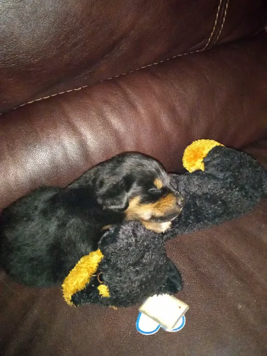 Total Pet Wellness Picture 4