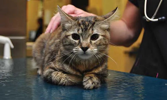 Boat Club Road Animal Hospital Picture 3