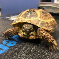 Boat Club Road Animal Hospital ico