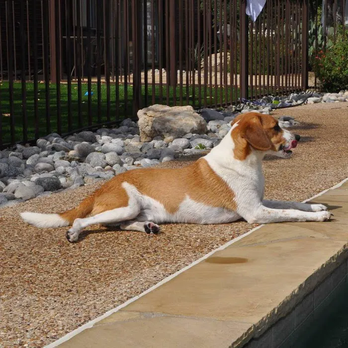 Boat Club Road Animal Hospital Picture 6