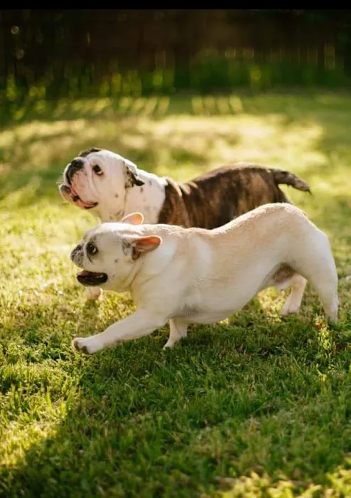 Integrative Veterinary Wellness Picture 3