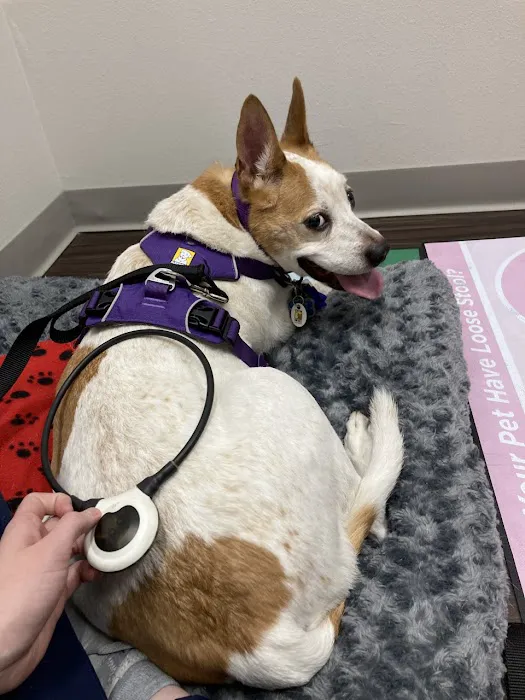 Integrative Veterinary Wellness Picture 7