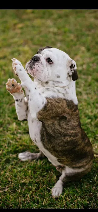 Integrative Veterinary Wellness Picture 4
