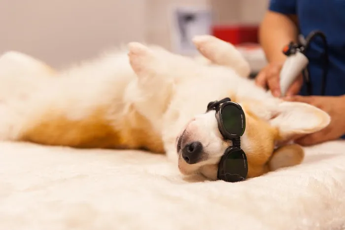 Integrative Veterinary Wellness Picture 2
