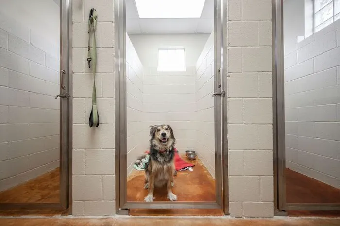 Canyon Creek Animal Clinic, A Thrive Pet Healthcare Partner Picture 4