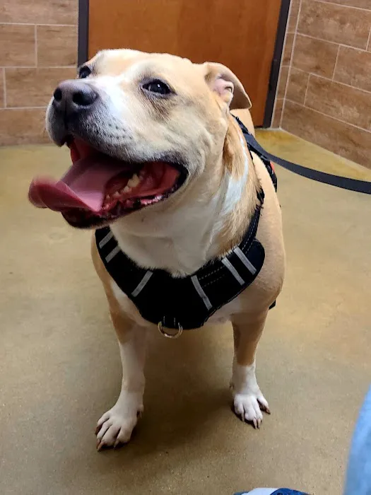 Canyon Creek Animal Clinic, A Thrive Pet Healthcare Partner Picture 6