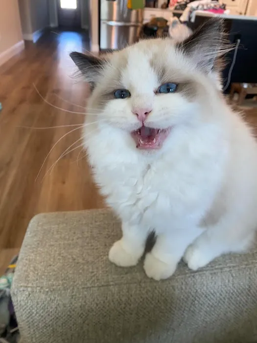 Prince Ragdoll Picture 1