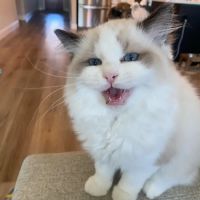 Prince Ragdoll ico
