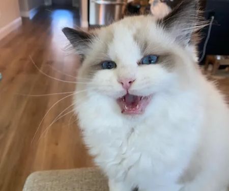Prince Ragdoll