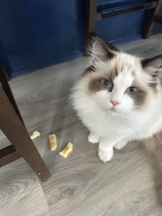 Prince Ragdoll Picture 2